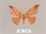 中文名:交讓木山鉤蛾(1282-18997)學名:Hypsomadius insignis(1282-18997)中文別名:波帶鉤蛾