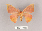 中文名:交讓木山鉤蛾(1282-19029)學名:Hypsomadius insignis(1282-19029)中文別名:波帶鉤蛾