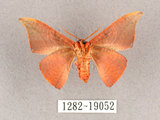 中文名:交讓木山鉤蛾(1282-19052)學名:Hypsomadius insignis(1282-19052)中文別名:波帶鉤蛾