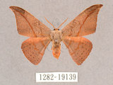 中文名:交讓木山鉤蛾(1282-19139)學名:Hypsomadius insignis(1282-19139)中文別名:波帶鉤蛾
