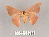 中文名:交讓木山鉤蛾(1282-19214)學名:Hypsomadius insignis(1282-19214)中文別名:波帶鉤蛾
