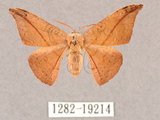 中文名:交讓木山鉤蛾(1282-19214)學名:Hypsomadius insignis(1282-19214)中文別名:波帶鉤蛾