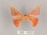 中文名:交讓木山鉤蛾(1282-19335)學名:Hypsomadius insignis(1282-19335)中文別名:波帶鉤蛾