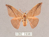 中文名:交讓木山鉤蛾(1282-19381)學名:Hypsomadius insignis(1282-19381)中文別名:波帶鉤蛾