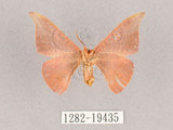 中文名:交讓木山鉤蛾(1282-19435)學名:Hypsomadius insignis(1282-19435)中文別名:波帶鉤蛾