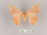 中文名:交讓木山鉤蛾(1282-19455)學名:Hypsomadius insignis(1282-19455)中文別名:波帶鉤蛾