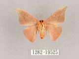中文名:交讓木山鉤蛾(1282-19525)學名:Hypsomadius insignis(1282-19525)中文別名:波帶鉤蛾
