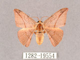 中文名:交讓木山鉤蛾(1282-19554)學名:Hypsomadius insignis(1282-19554)中文別名:波帶鉤蛾