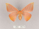 中文名:交讓木山鉤蛾(1282-19574)學名:Hypsomadius insignis(1282-19574)中文別名:波帶鉤蛾