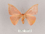 中文名:交讓木山鉤蛾(1282-19753)學名:Hypsomadius insignis(1282-19753)中文別名:波帶鉤蛾