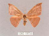 中文名:交讓木山鉤蛾(1282-19753)學名:Hypsomadius insignis(1282-19753)中文別名:波帶鉤蛾