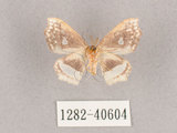 中文名:四窗帶鉤蛾(1282-40604)學名:Leucobrepsis excisa(1282-40604)
