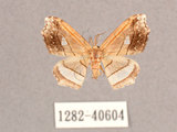 中文名:四窗帶鉤蛾(1282-40604)學名:Leucobrepsis excisa(1282-40604)