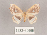 中文名:四窗帶鉤蛾(1282-40606)學名:Leucobrepsis excisa(1282-40606)