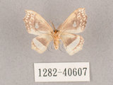 中文名:四窗帶鉤蛾(1282-40607)學名:Leucobrepsis excisa(1282-40607)
