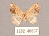 中文名:四窗帶鉤蛾(1282-40607)學名:Leucobrepsis excisa(1282-40607)