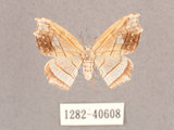 中文名:四窗帶鉤蛾(1282-40608)學名:Leucobrepsis excisa(1282-40608)