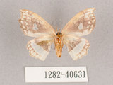 中文名:四窗帶鉤蛾(1282-40631)學名:Leucobrepsis excisa(1282-40631)