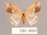 中文名:四窗帶鉤蛾(1282-40631)學名:Leucobrepsis excisa(1282-40631)