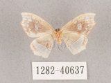中文名:四窗帶鉤蛾(1282-40637)學名:Leucobrepsis excisa(1282-40637)