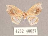 中文名:四窗帶鉤蛾(1282-40637)學名:Leucobrepsis excisa(1282-40637)