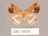 中文名:四窗帶鉤蛾(1282-40640)學名:Leucobrepsis excisa(1282-40640)