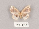 中文名:四窗帶鉤蛾(1282-40729)學名:Leucobrepsis excisa(1282-40729)