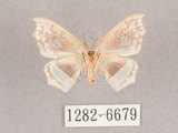 中文名:四窗帶鉤蛾(1282-6679)學名:Leucobrepsis excisa(1282-6679)