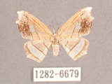 中文名:四窗帶鉤蛾(1282-6679)學名:Leucobrepsis excisa(1282-6679)