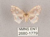 中文名:四窗帶鉤蛾(2680-1779)學名:Leucobrepsis excisa(2680-1779)