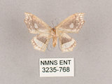 中文名:四窗帶鉤蛾(3235-768)學名:Leucobrepsis excisa(3235-768)