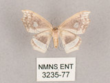 中文名:四窗帶鉤蛾(3235-77)學名:Leucobrepsis excisa(3235-77)