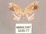 中文名:四窗帶鉤蛾(3235-77)學名:Leucobrepsis excisa(3235-77)