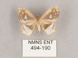 中文名:四窗帶鉤蛾(494-190)學名:Leucobrepsis excisa(494-190)