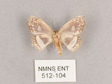中文名:四窗帶鉤蛾(512-104)學名:Leucobrepsis excisa(512-104)