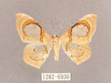 中文名:透窗分鉤蛾(1282-6930)學名:Macrauzata fenestraria insulata(1282-6930)