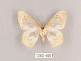中文名:透窗分鉤蛾(1282-6971)學名:Macrauzata fenestraria insulata(1282-6971)