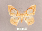 中文名:透窗分鉤蛾(1282-6971)學名:Macrauzata fenestraria insulata(1282-6971)
