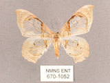 中文名:透窗分鉤蛾(670-1052)學名:Macrauzata fenestraria insulata(670-1052)