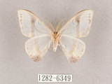 中文名:啞鈴帶鉤蛾(1282-6349)學名:Macrocilix mysticata flavotincta(1282-6349)