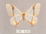 中文名:啞鈴帶鉤蛾(1282-6349)學名:Macrocilix mysticata flavotincta(1282-6349)