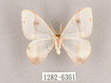 中文名:啞鈴帶鉤蛾(1282-6361)學名:Macrocilix mysticata flavotincta(1282-6361)