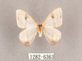 中文名:啞鈴帶鉤蛾(1282-6363)學名:Macrocilix mysticata flavotincta(1282-6363)