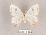 中文名:啞鈴帶鉤蛾(1282-6365)學名:Macrocilix mysticata flavotincta(1282-6365)