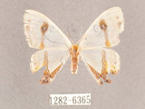 中文名:啞鈴帶鉤蛾(1282-6365)學名:Macrocilix mysticata flavotincta(1282-6365)