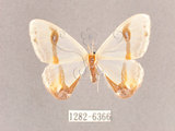 中文名:啞鈴帶鉤蛾(1282-6366)學名:Macrocilix mysticata flavotincta(1282-6366)