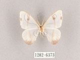 中文名:啞鈴帶鉤蛾(1282-6373)學名:Macrocilix mysticata flavotincta(1282-6373)