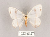中文名:啞鈴帶鉤蛾(1282-6377)學名:Macrocilix mysticata flavotincta(1282-6377)