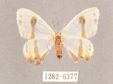 中文名:啞鈴帶鉤蛾(1282-6377)學名:Macrocilix mysticata flavotincta(1282-6377)