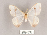 中文名:啞鈴帶鉤蛾(1282-6381)學名:Macrocilix mysticata flavotincta(1282-6381)